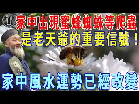 家有蜂巢 風水|為何蜂巢選中你家？算命揭秘